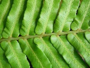 Fotografija Green blechnum fern leaf, Supersmario