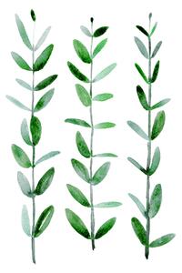 Ilustracija Watercolor eucalyptus parvifolia, Blursbyai, (30 x 40 cm)