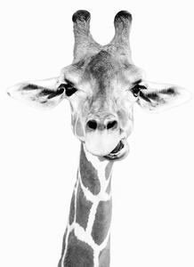 Umjetnička fotografija Happy giraffe, Sisi & Seb, (30 x 40 cm)