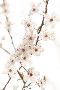 Umjetnička fotografija Blossoming, Sisi & Seb, (26.7 x 40 cm)