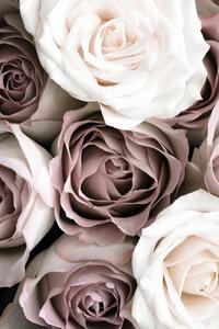 Umjetnička fotografija Roses, Studio Collection, (26.7 x 40 cm)