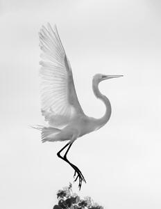 Umjetnička fotografija Taking off, Vicki Lai, (30 x 40 cm)