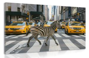 Slika zebre u New Yorku