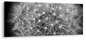 Slika sivog maslačka (120x50 cm)