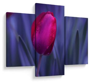 Slika pupoljka tulipana (90x60 cm)