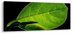 Slika - zeleni list (120x50 cm)