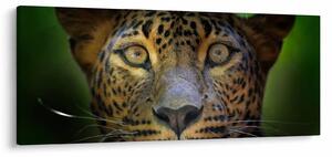 Slika - Portret leoparda, Šri Lanka (120x50 cm)