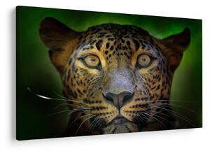 Slika - Portret leoparda, Šri Lanka (90x60 cm)