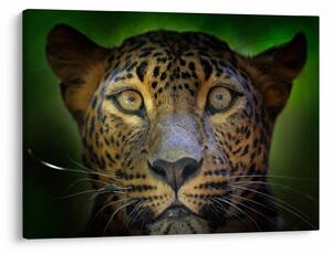 Slika - Portret leoparda, Šri Lanka (70x50 cm)