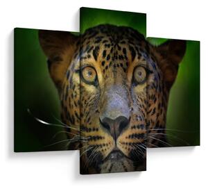 Slika - Portret leoparda, Šri Lanka (90x60 cm)
