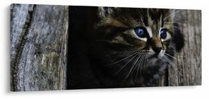 Slika mačića (120x50 cm)