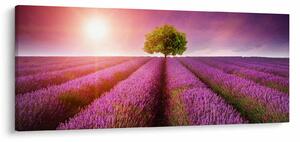 Slika polja s lavandom (120x50 cm)