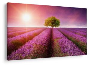 Slika polja s lavandom (90x60 cm)
