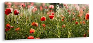 Slika procvalih makova (120x50 cm)