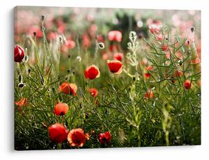 Slika procvalih makova (70x50 cm)