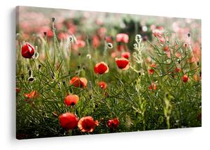 Slika procvalih makova (90x60 cm)