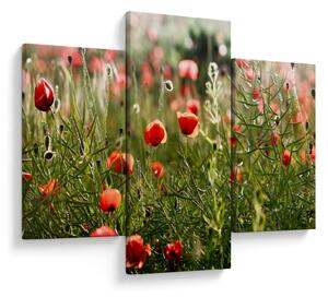 Slika procvalih makova (90x60 cm)
