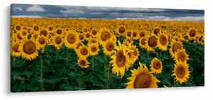 Slika polja suncokreta (120x50 cm)