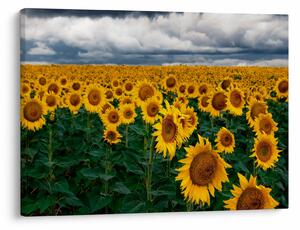 Slika polja suncokreta (70x50 cm)