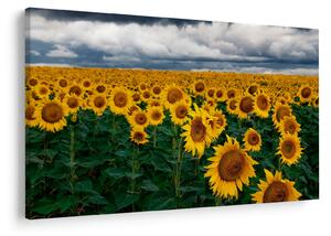 Slika polja suncokreta (90x60 cm)