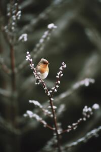 Umjetnička fotografija Cute Robin, Treechild, (26.7 x 40 cm)