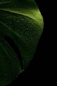 Ilustracija young monstera leaf in droplets of water, Serhii_Yushkov, (26.7 x 40 cm)