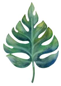 Ilustracija Watercolor green monstera leaf isolated on, Anastasiia Dubitskaia