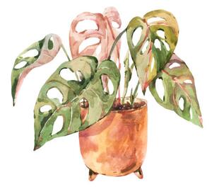 Ilustracija Watercolor indoor plants, monstera urban jungle, Belus, (40 x 40 cm)