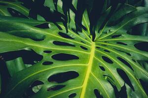 Ilustracija Monstera Philodendron leaves - tropical forest, hanohiki