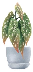Ilustracija Begonia Maculata, dots. Houseplant in pot., Ilona Myronenko, (40 x 40 cm)