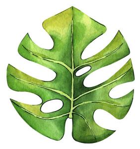 Ilustracija Watercolor hand painted green tropical leaves,, DZHAMILIA ABDULAEVA
