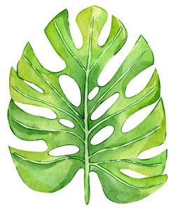Ilustracija Watercolor hand painted green tropical leaves,, DZHAMILIA ABDULAEVA