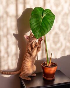 Ilustracija Kitten and indoor plant philodendron, Rhisang Alfarid, (30 x 40 cm)
