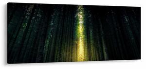 Slika mračne šume (120x50 cm)