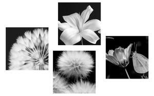 Set slika crno-bijela ljepota cvijeća s leptirom