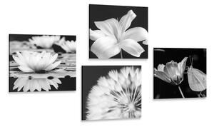 Set slika cvijeće s leptirom u crno-bijelom dizajnu
