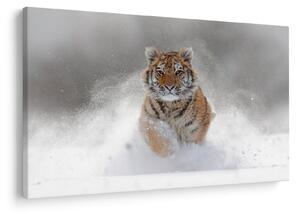Slika tigra koji trči u snijegu (90x60 cm)