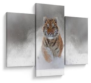 Slika tigra koji trči u snijegu (90x60 cm)