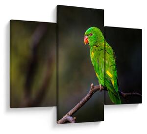 Slika papige na grani (90x60 cm)