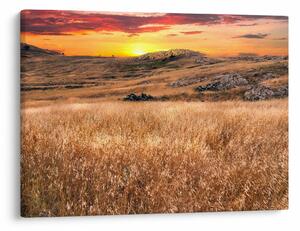 Slika polja (70x50 cm)