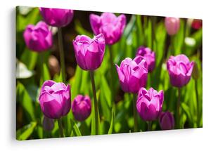 Slika tulipana na livadi (90x60 cm)