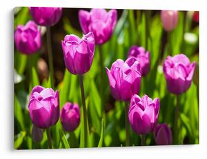 Slika tulipana na livadi (70x50 cm)