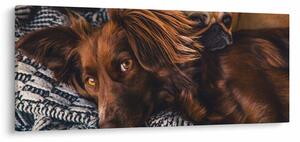 Slika pasa koji leže (120x50 cm)