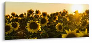 Slika polja suncokreta (120x50 cm)