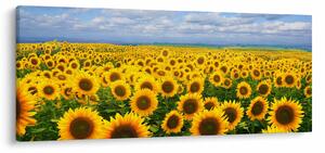 Slika polja suncokreta (120x50 cm)