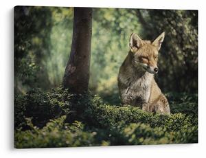Slika lisice (70x50 cm)