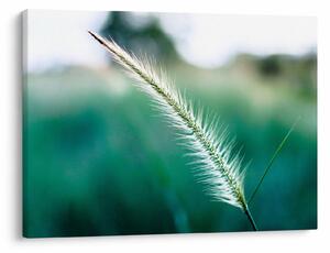 Slika vlati trave (70x50 cm)