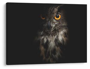 Slika sove (70x50 cm)