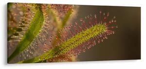 Slika biljke (120x50 cm)