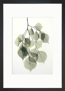 Poster Tablo Center Tender Leaves, 24 x 29 cm